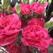 Pink birthday carnations by homeschoolmom