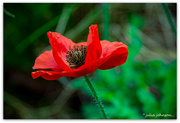 12th Apr 2022 - Soldier Poppies..