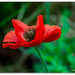 Soldier Poppies.. by julzmaioro