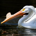American White Pelican  by nicoleweg