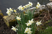 12th Apr 2022 - spring by the pond