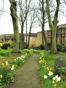 29th Mar 2022 - Daffodils in the Churchyard
