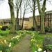 Daffodils in the Churchyard by oldjosh