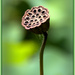 Lotus seed head  by dide