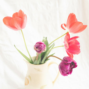 12th Apr 2022 - 12th April - Tulips (better on black)
