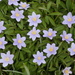 Wood Anemones  by foxes37