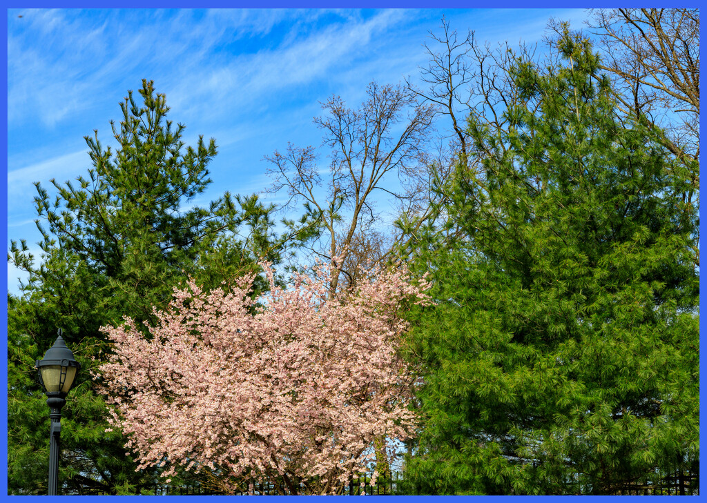 Beginning Spring Trees by hjbenson