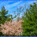 Beginning Spring Trees by hjbenson