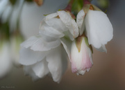 12th Apr 2022 - Dreamy Cherry Blossoms