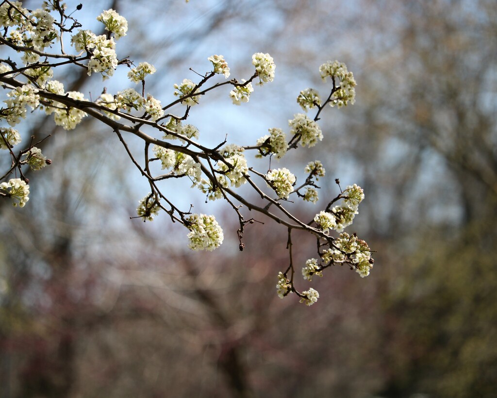 April 10: Spring Tree Blossoms by daisymiller