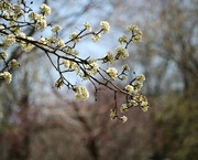 10th Apr 2022 - April 10: Spring Tree Blossoms