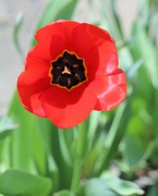 11th Apr 2022 - April 11: Spring Tulips