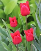 12th Apr 2022 - April 12: Spring tulips