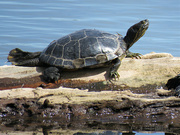 12th Apr 2022 - Painted Turtle