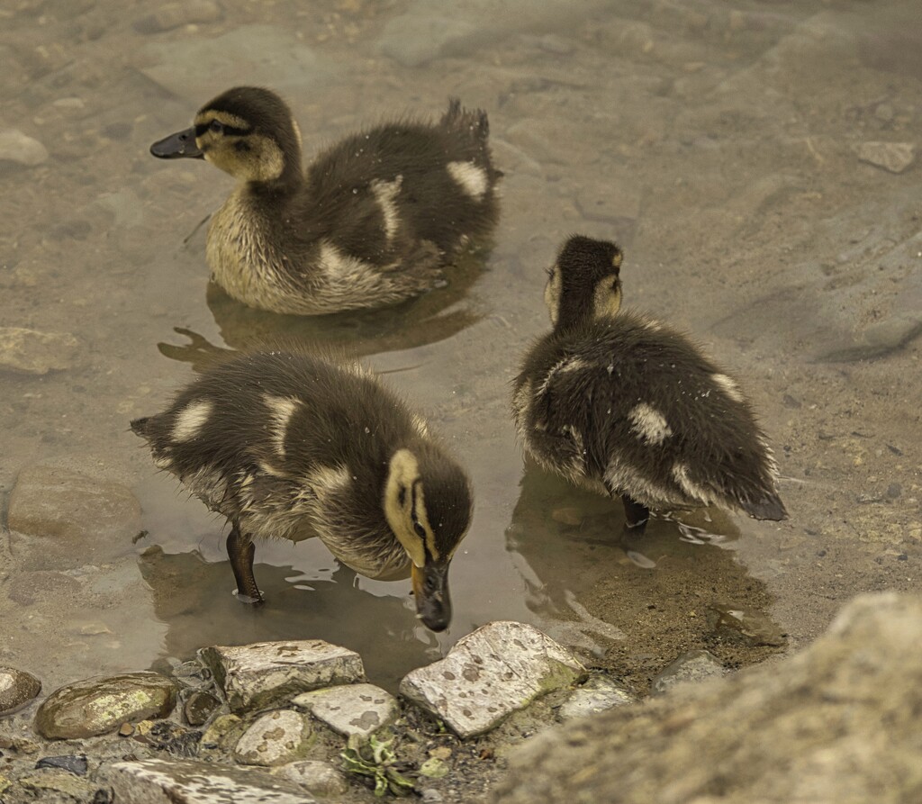 Ducklings by tonygig