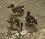 12th Apr 2022 - Ducklings