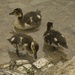 Ducklings by tonygig