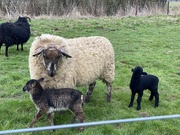 13th Apr 2022 - White sheep black lambs 