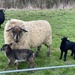 White sheep black lambs  by cafict