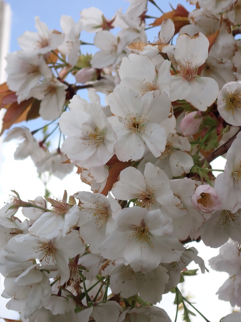 more blossom by speedwell