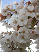 11th Apr 2022 - more blossom