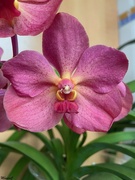 12th Apr 2022 - Vanda orchid
