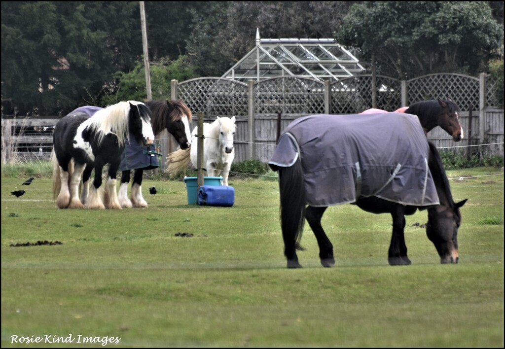 Rescue horses by rosiekind