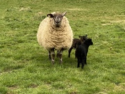 14th Apr 2022 - White sheep black lambs