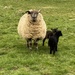 White sheep black lambs by cafict