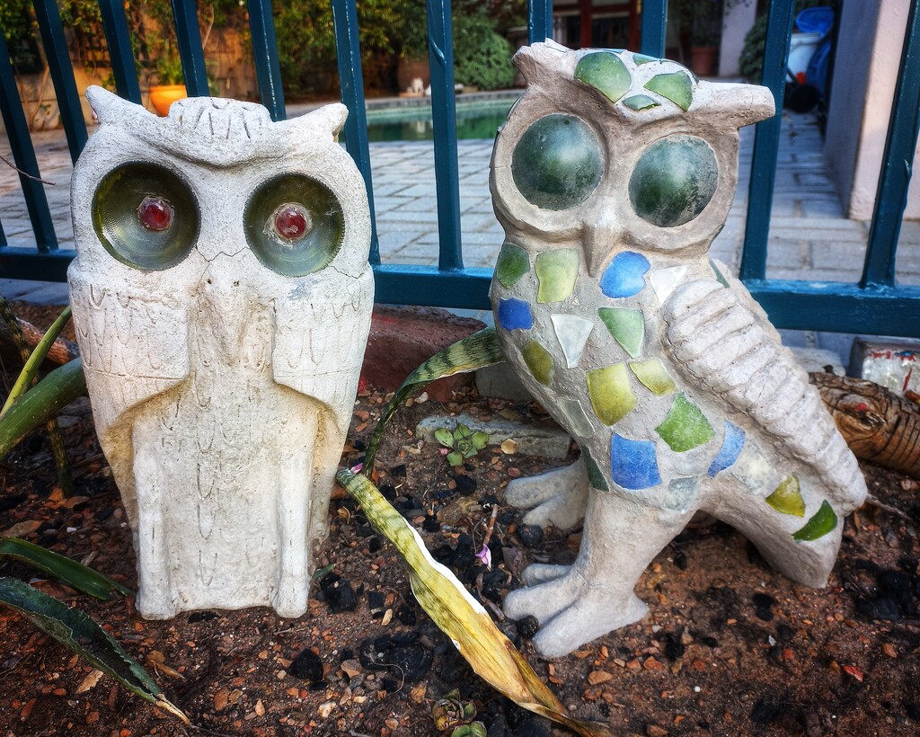 Owls in the Garden by salza