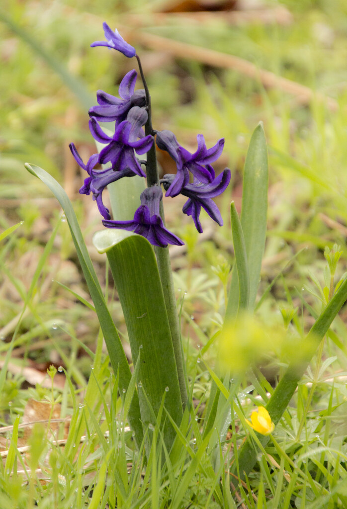 Young Bluebell by shepherdman