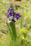 12th Apr 2022 - Young Bluebell