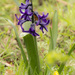 Young Bluebell by shepherdman