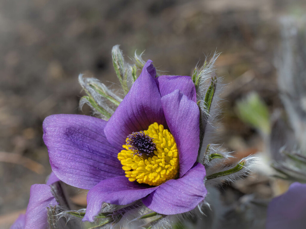 The pasqueflower by haskar