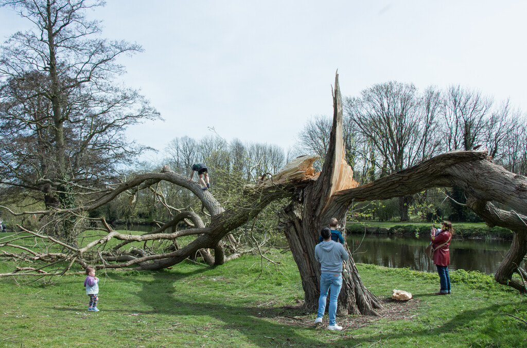 Fallen tree by busylady