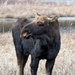 The amazing Moose by fayefaye