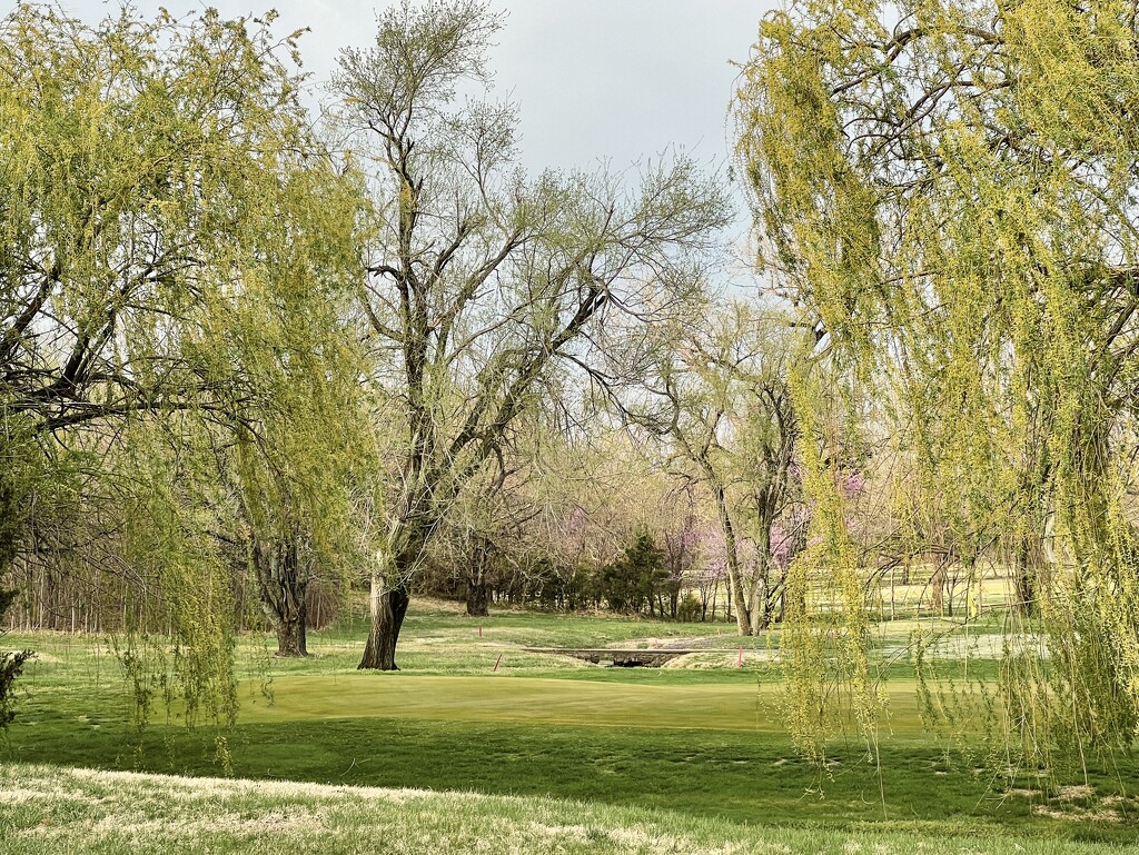 Spring willows by 2022julieg