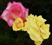 13th Apr 2022 - Two Beautiful Roses ~