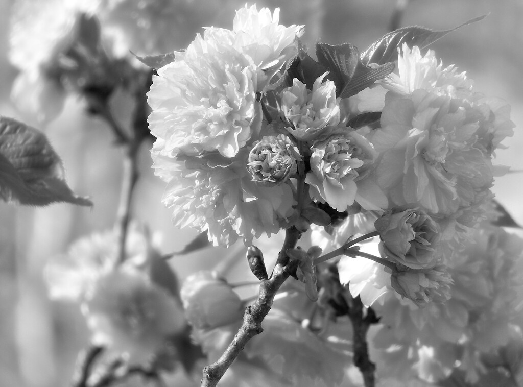 Spring beauties... by marlboromaam