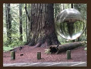 12th Apr 2022 - At Jed Smith Redwoods