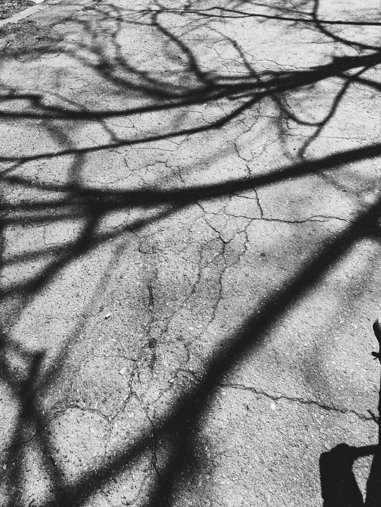 Tree shadows by velina