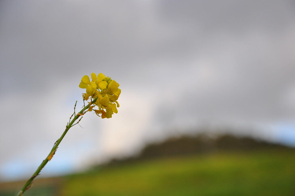Flower waiting for the rain  by antonios