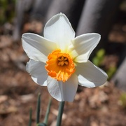 12th Apr 2022 - Found a Narcissus today.