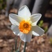 Found a Narcissus today. by sandlily