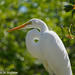 Great Egret by falcon11
