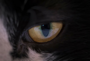 12th Apr 2022 - The Eye of Sylvester