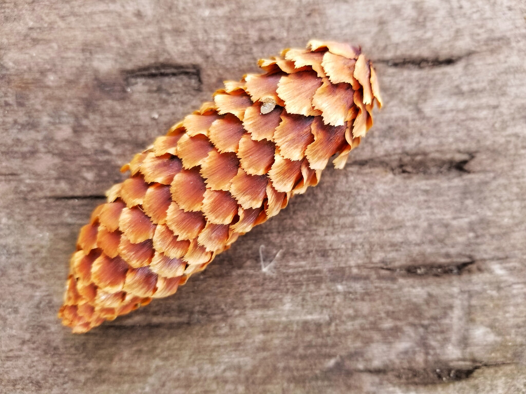 Pinecone on wood by ljmanning