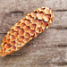 Pinecone on wood by ljmanning