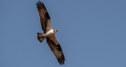 12th Apr 2022 - Osprey Floating Overhead!