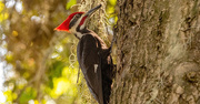 12th Apr 2022 - Pileated Woodpecker!